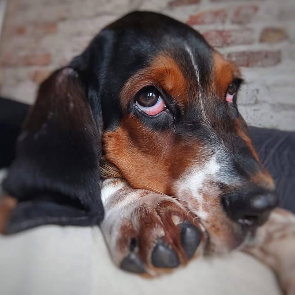 Photo de Shadow (Chien de Noah)